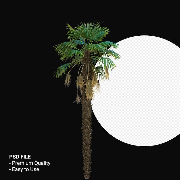 Trachycarpus Takil 3d rendering isolato