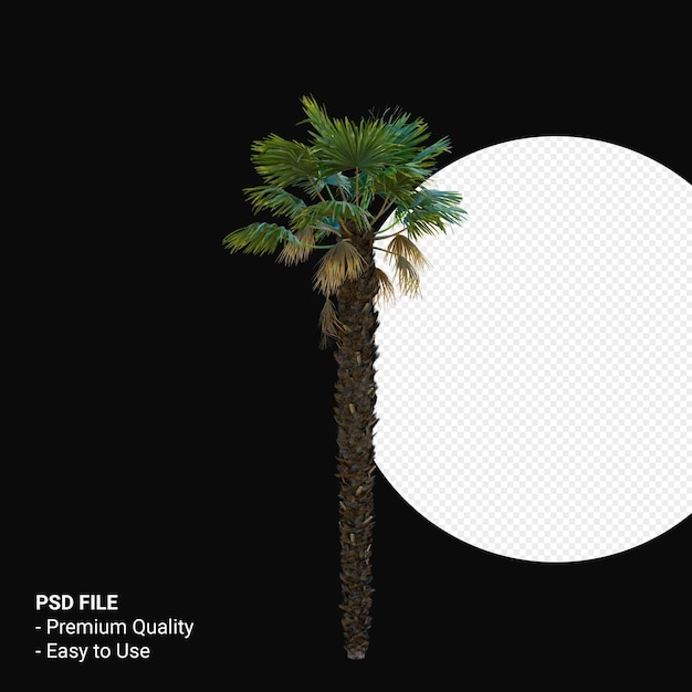Trachycarpus Takil 3d rendering isolato