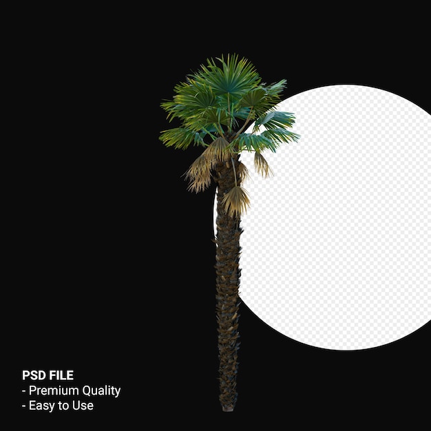 Trachycarpus Takil 3d rendering isolato