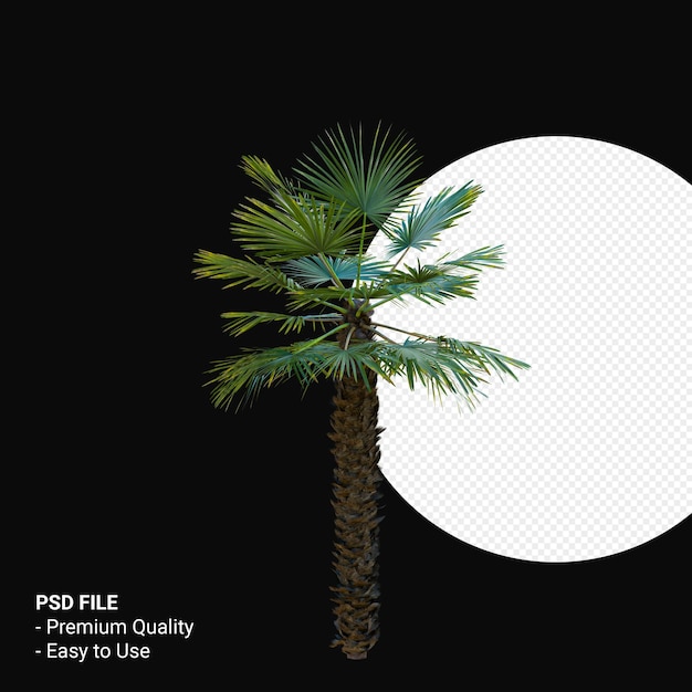 Trachycarpus Takil 3d rendern isoliert
