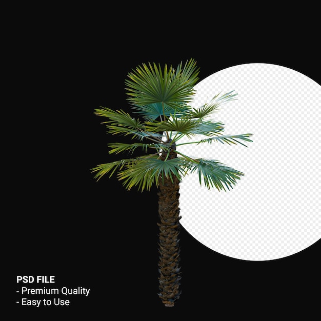 Trachycarpus Takil 3d rendern isoliert