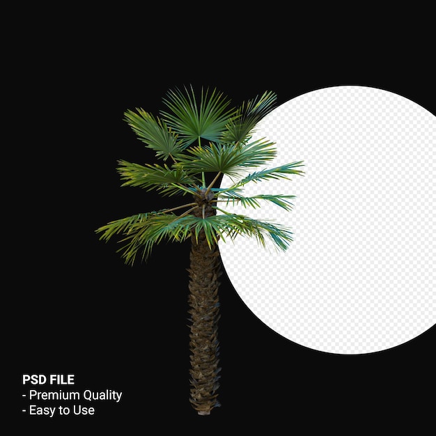 Trachycarpus Takil 3d rendern isoliert