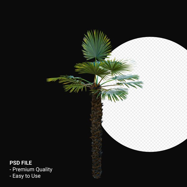 Trachycarpus Takil 3d rendern isoliert