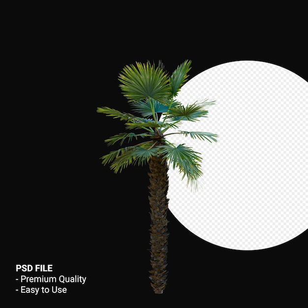 Trachycarpus Takil 3d rendern isoliert