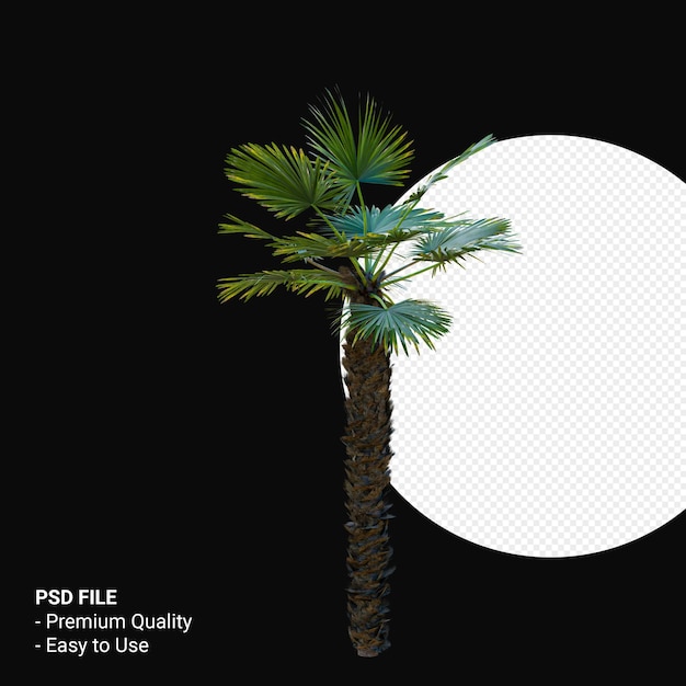 Trachycarpus Takil 3d rendern isoliert