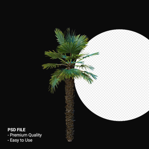 Trachycarpus Takil rendu 3D isolé