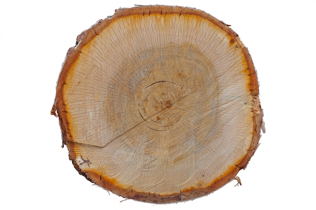 Trama del tronco d&#39;albero tagliato