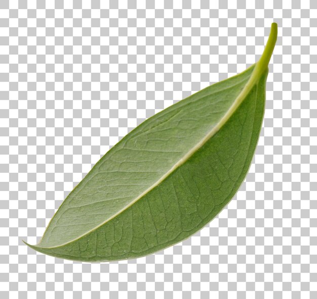 La transparencia de la hoja verde fresca png