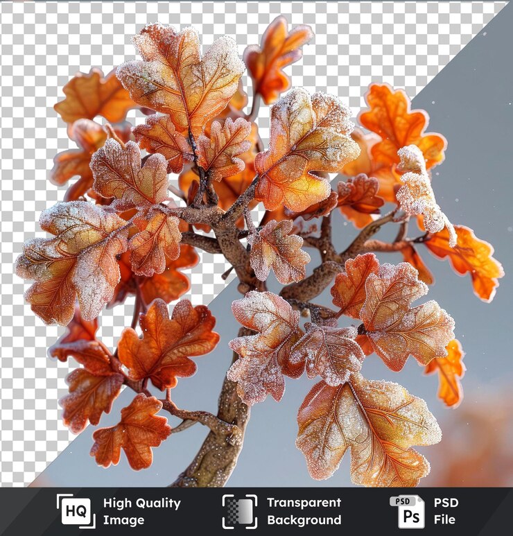 PSD transparent premium psd picture oak leaves in snow png clipart