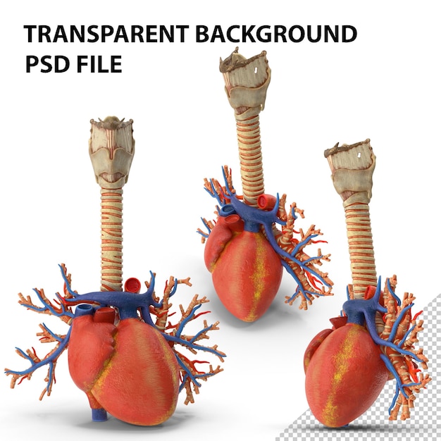 PSD traquea y corazón png