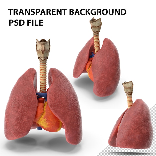 PSD traqueia coração pulmões png