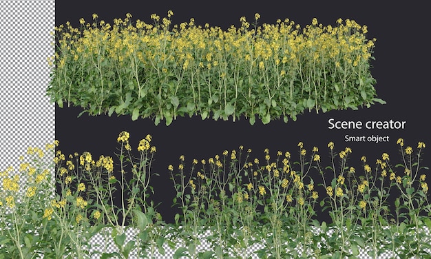 Trazado de recorte de plantas de mostaza marrón Plantas de mostaza china aisladas