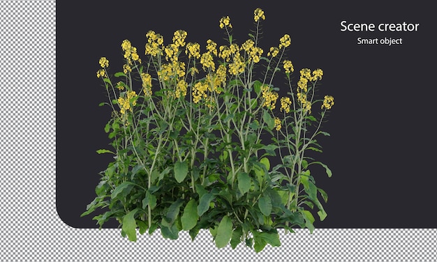 Trazado de recorte de plantas de mostaza marrón Plantas de mostaza china aisladas