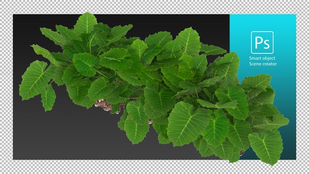 Trazado de recorte de Taro gigante o Alocasia macrorrhiza