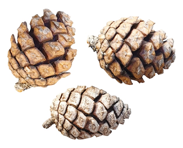 Tre diversi tipi di coni di pino
