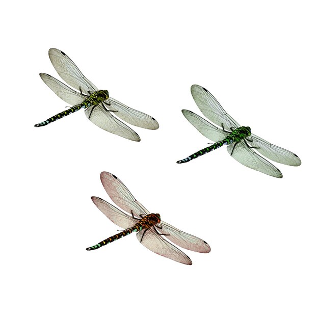 Tre libellule con ali trasparenti PNG