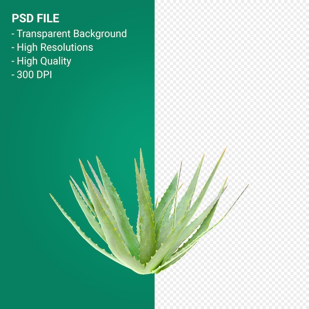 Tree 3d render isolated on transparent background