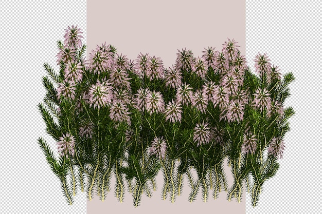 Tree in 3d rendering isolated