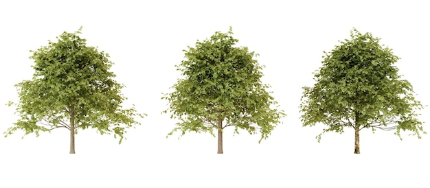 Tres árboles verdes exuberantes aislados en un fondo negro