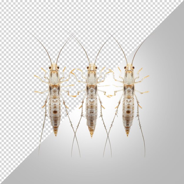 tres cucarachas se muestran en un fondo blanco