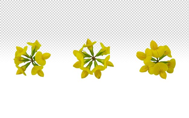 Tres flores amarillas sobre fondo transparente.