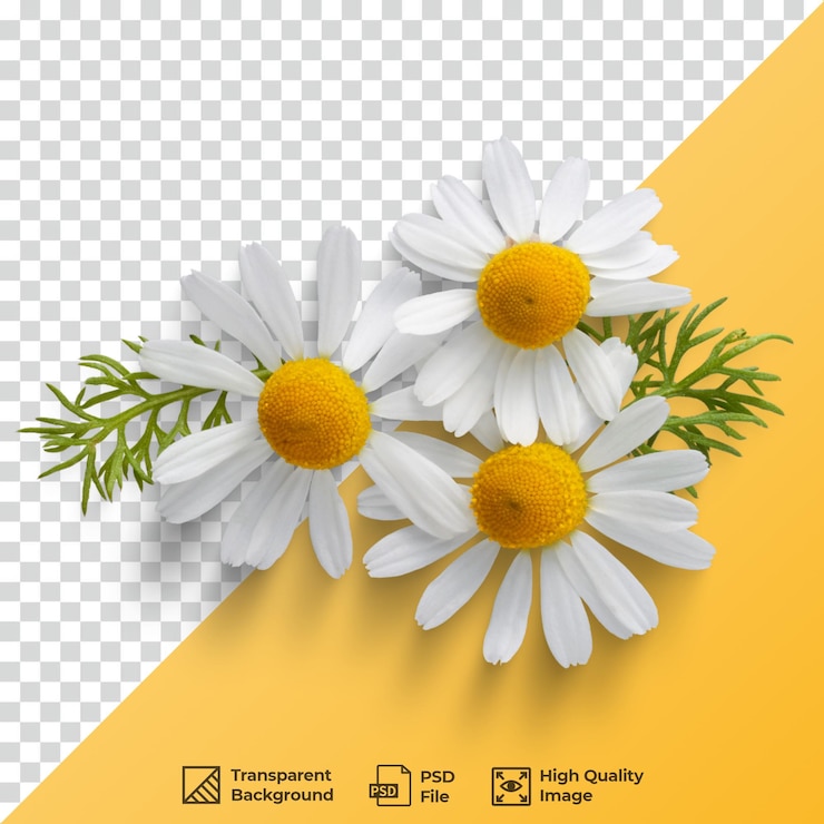 PSD tres flores de manzana