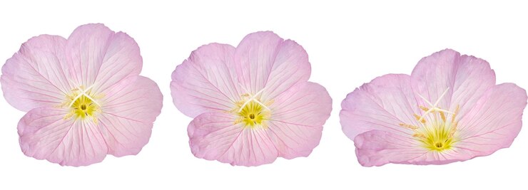 PSD tres flores de primrosas rosadas en blanco