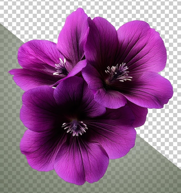 Três flores roxas vibrantes florescendo juntas cortado stock png