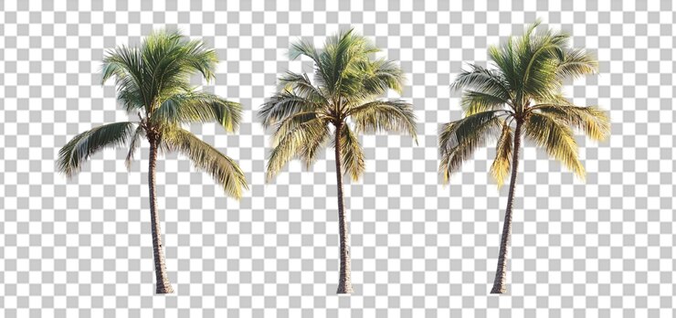 PSD tres juegos de palmeras de coco aislados de fondo transparente
