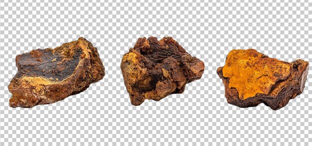 tres juegos de setos Chaga aislados de fondo transparente