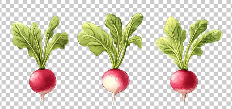 PSD tres juegos de verduras de rábano frescas y crujientes aisladas de fondo transparente