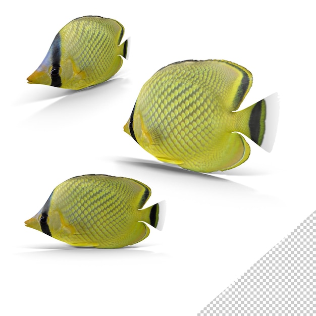 Tres peces mariposa