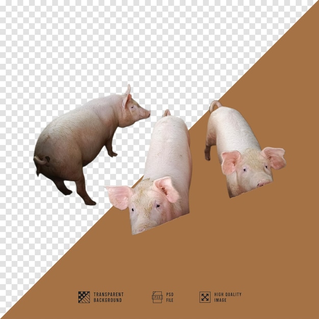 Três porcos com fundo transparente