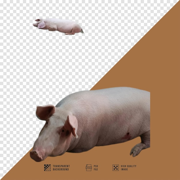 Três porcos com fundo transparente