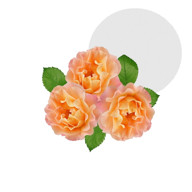 Tres rosas sobre fondo transparente.