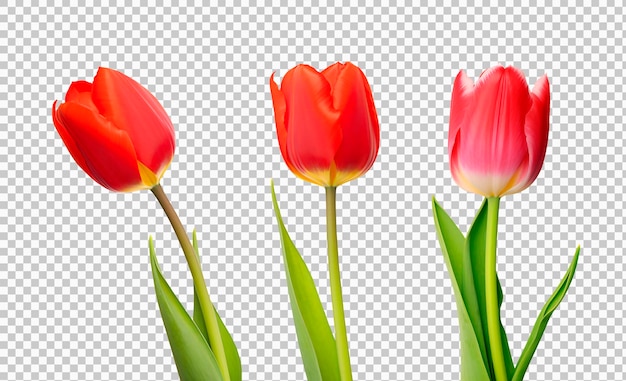 Tres tulipanes rojos vibrantes en un fondo transparente