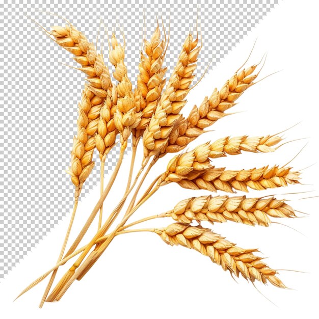PSD el trigo aislado sobre un fondo transparente