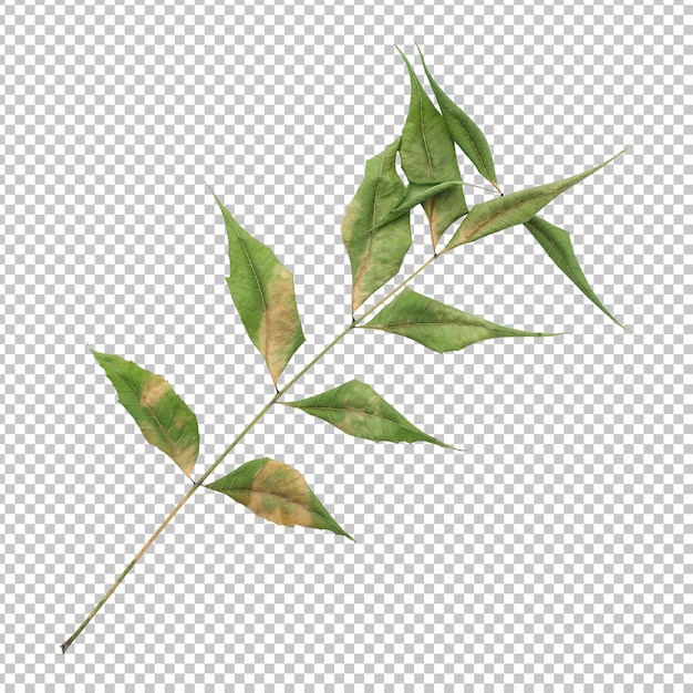 Trockene Neem-Blätter isoliertes Rendering