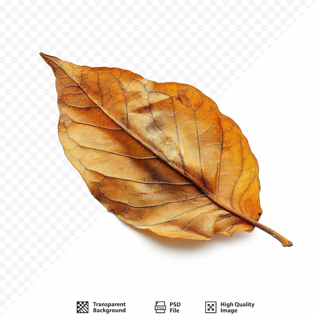 Trockenes blatt mit einem isolierten weißen isolierten hintergrund