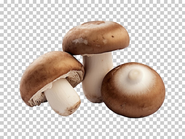 PSD trois champignons bruns ou champignons portobello isolés sur un fond transparent png psd