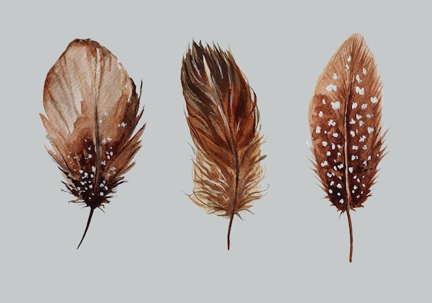 Trois plumes de couleurs différentes sur fond gris