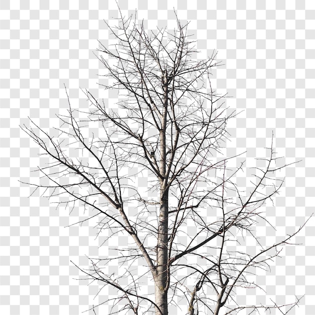 Tronc d'arbre d'hiver transparent