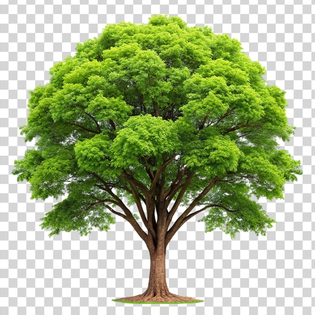 PSD el tronco de un árbol con una rama verde aislado sobre un fondo transparente