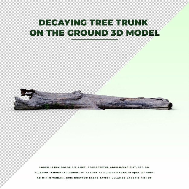 Tronco d'albero in decomposizione a terra