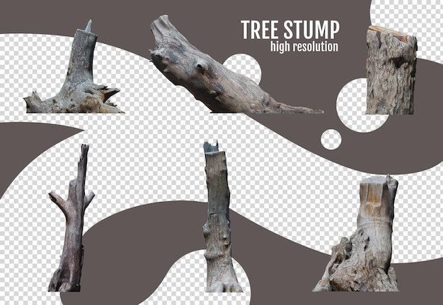tronco di albero su uno sfondo trasparente