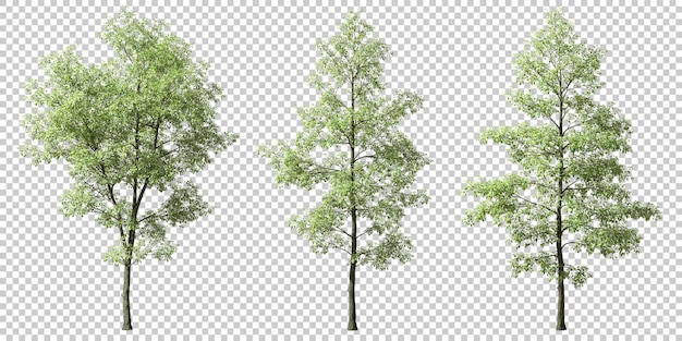 Tropen Dschungelbäume Formen schneiden Hintergründe 3D-Rendering