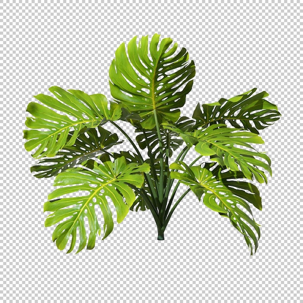 Tropen Monstera Pflanzen Strauch ausgeschnitten transparente Hintergründe 3D-Rendering