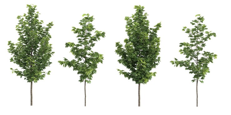 PSD tropical acer platanoides trees isolated used for architecture