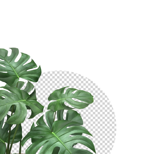 PSD tropical monstera feuilles plante feuillage nature fond maquette modèle rendu 3d