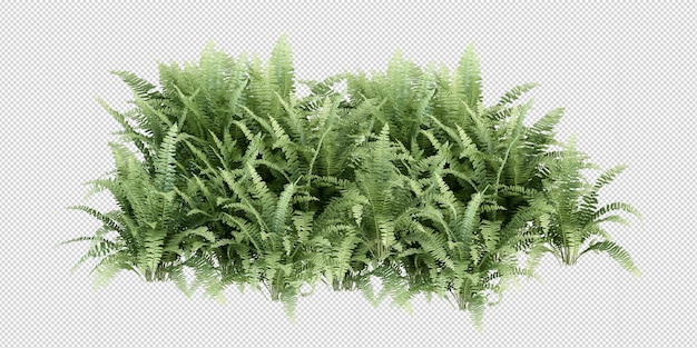 Tropical plant in 3d rendering isolated